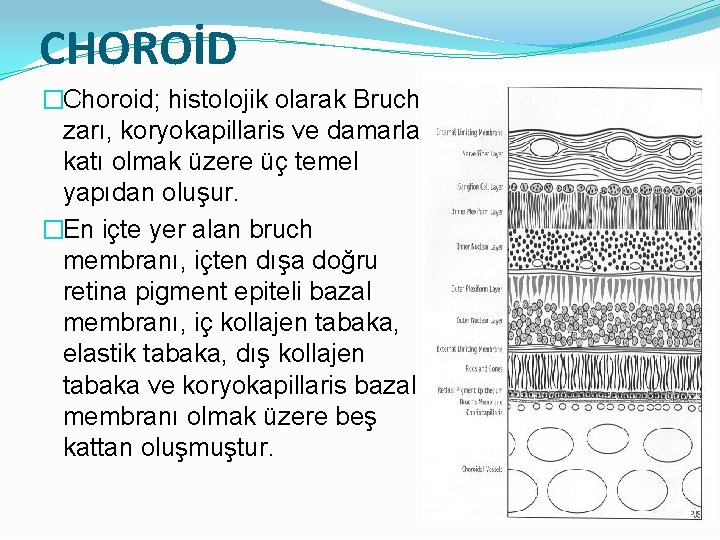 CHOROİD �Choroid; histolojik olarak Bruch zarı, koryokapillaris ve damarlar katı olmak üzere üç temel