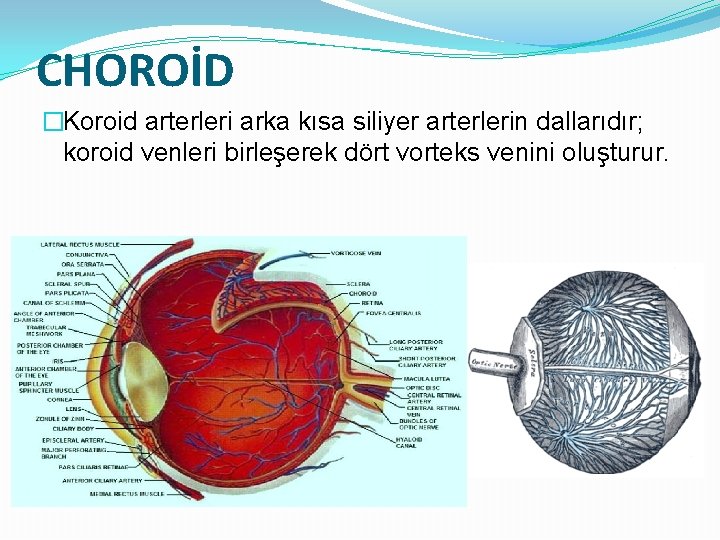 CHOROİD �Koroid arterleri arka kısa siliyer arterlerin dallarıdır; koroid venleri birleşerek dört vorteks venini