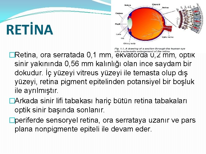 RETİNA �Retina, ora serratada 0, 1 mm, ekvatorda 0, 2 mm, optik sinir yakınında