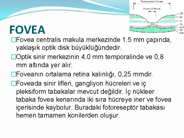 FOVEA �Fovea centralis makula merkezinde 1. 5 mm çapında, yaklaşık optik disk büyüklüğündedir. �Optik