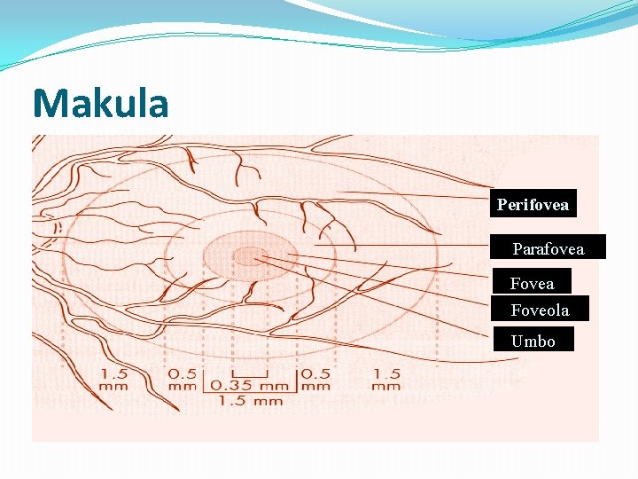 Makula Perifovea Parafovea Foveola Umbo 