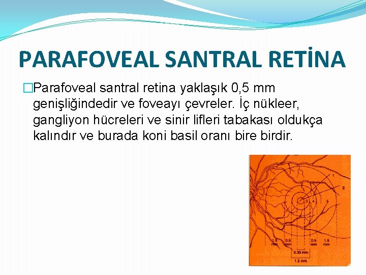 PARAFOVEAL SANTRAL RETİNA �Parafoveal santral retina yaklaşık 0, 5 mm genişliğindedir ve foveayı çevreler.