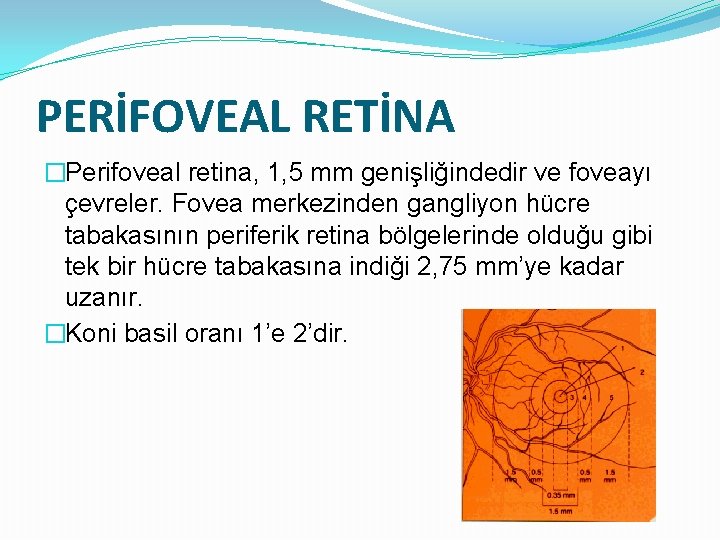 PERİFOVEAL RETİNA �Perifoveal retina, 1, 5 mm genişliğindedir ve foveayı çevreler. Fovea merkezinden gangliyon