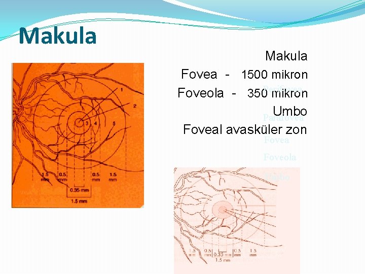 Makula Fovea - 1500 mikron Foveola - 350 Perifovea mikron Umbo Parafovea Foveal avasküler