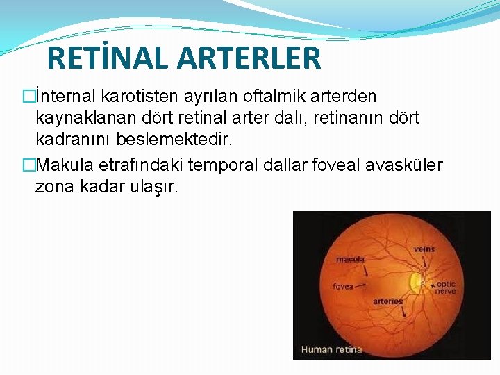 RETİNAL ARTERLER �İnternal karotisten ayrılan oftalmik arterden kaynaklanan dört retinal arter dalı, retinanın dört