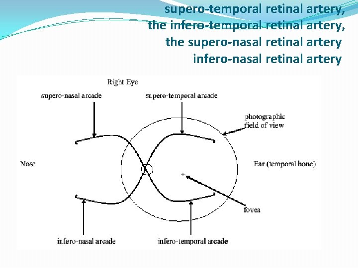 supero-temporal retinal artery, the infero-temporal retinal artery, the supero-nasal retinal artery infero-nasal retinal artery