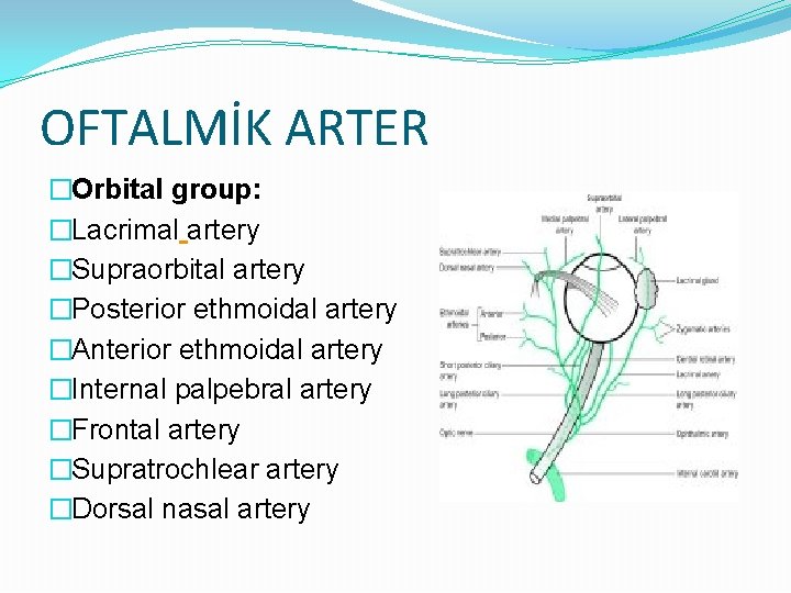 OFTALMİK ARTER �Orbital group: �Lacrimal artery �Supraorbital artery �Posterior ethmoidal artery �Anterior ethmoidal artery