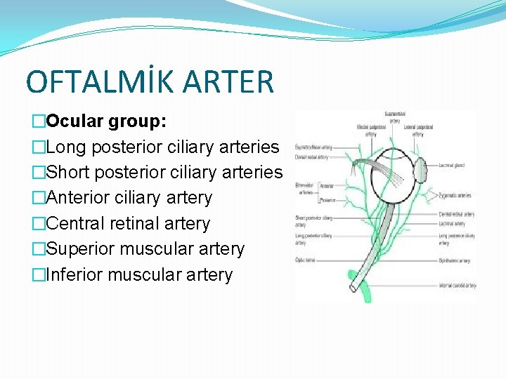 OFTALMİK ARTER �Ocular group: �Long posterior ciliary arteries �Short posterior ciliary arteries �Anterior ciliary