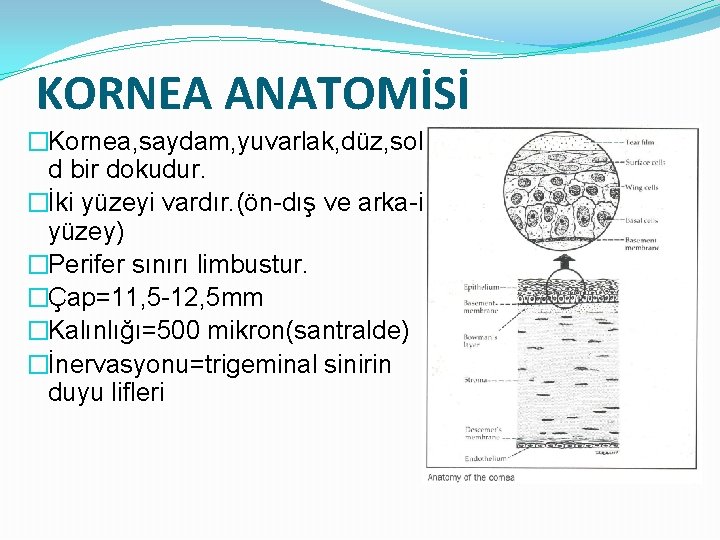 KORNEA ANATOMİSİ �Kornea, saydam, yuvarlak, düz, soli d bir dokudur. �İki yüzeyi vardır. (ön-dış