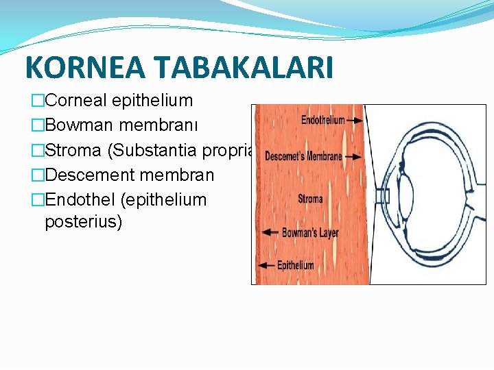 KORNEA TABAKALARI �Corneal epithelium �Bowman membranı �Stroma (Substantia propria) �Descement membran �Endothel (epithelium posterius)