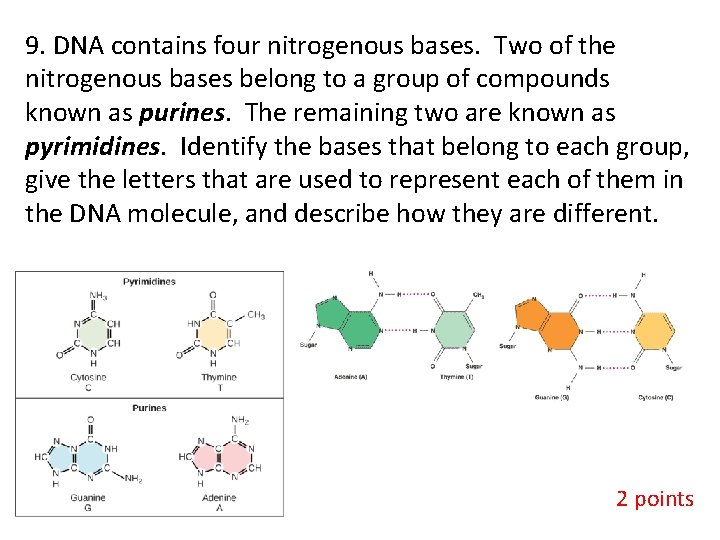 9. DNA contains four nitrogenous bases. Two of the nitrogenous bases belong to a