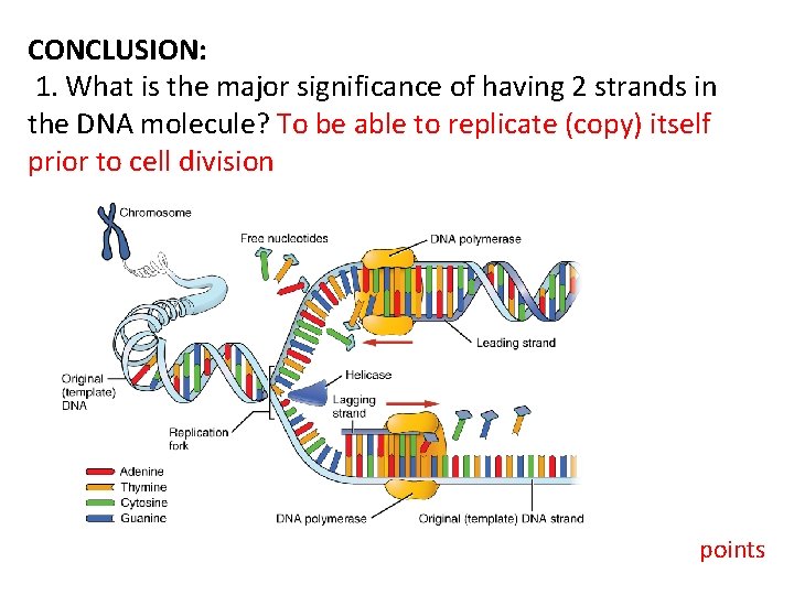 CONCLUSION: 1. What is the major significance of having 2 strands in the DNA