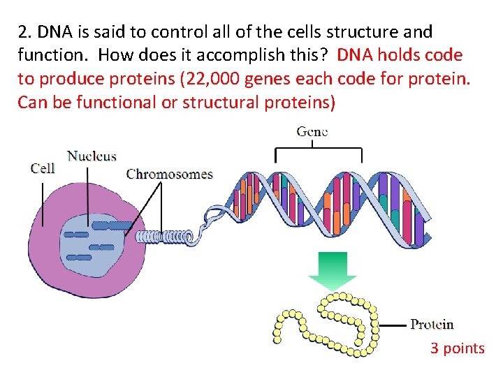 2. DNA is said to control all of the cells structure and function. How