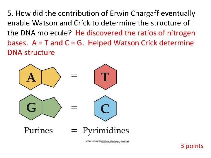 5. How did the contribution of Erwin Chargaff eventually enable Watson and Crick to