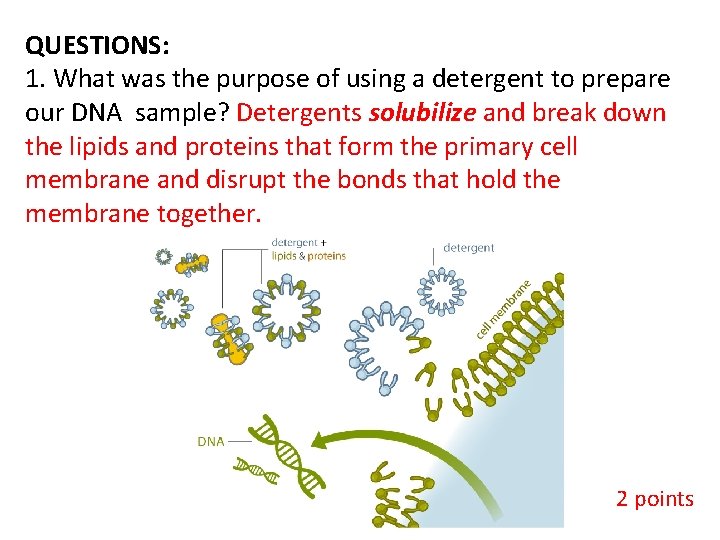 QUESTIONS: 1. What was the purpose of using a detergent to prepare our DNA