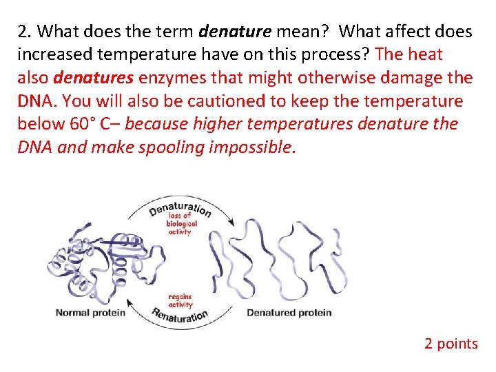 2. What does the term denature mean? What affect does increased temperature have on