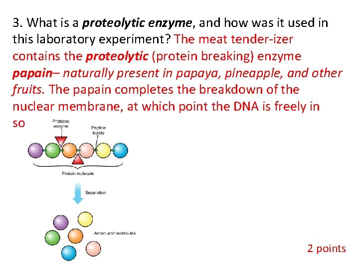 3. What is a proteolytic enzyme, and how was it used in this laboratory