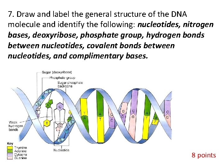7. Draw and label the general structure of the DNA molecule and identify the