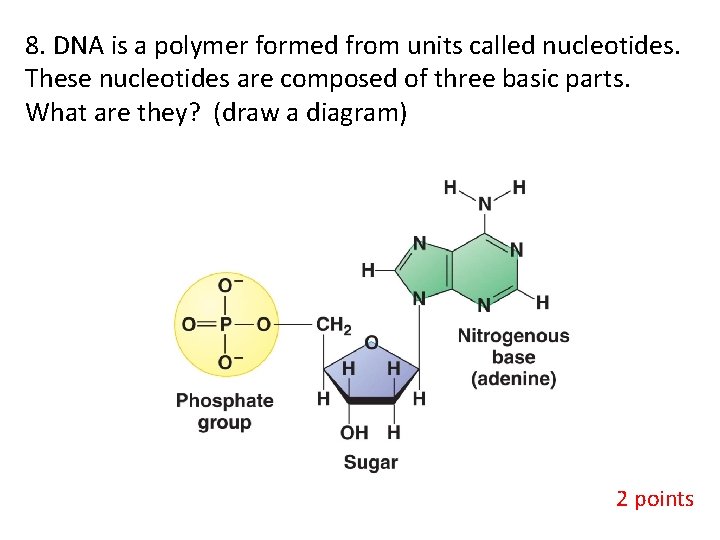 8. DNA is a polymer formed from units called nucleotides. These nucleotides are composed