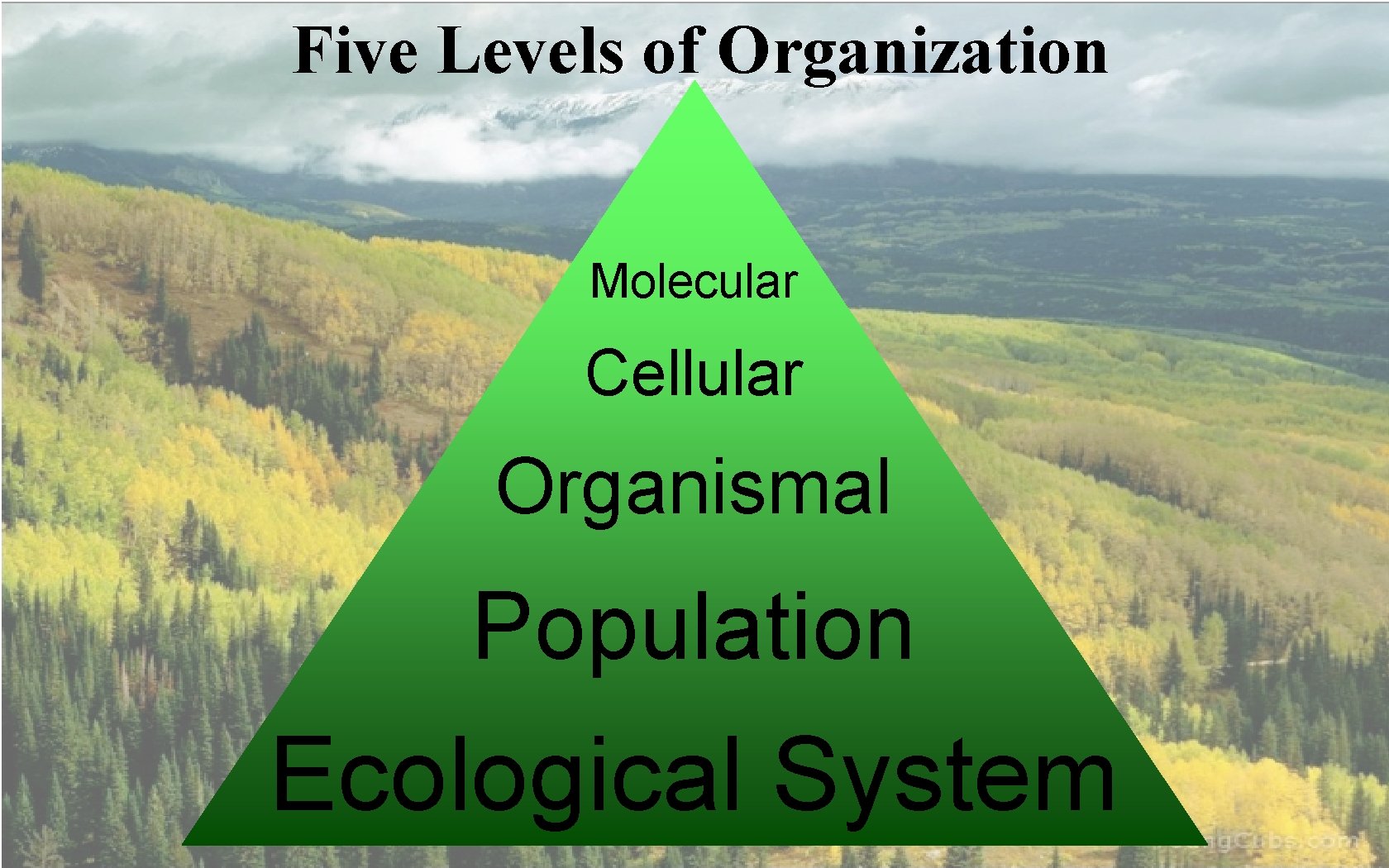 Five Levels of Organization Molecular Cellular Organismal Population Ecological System 