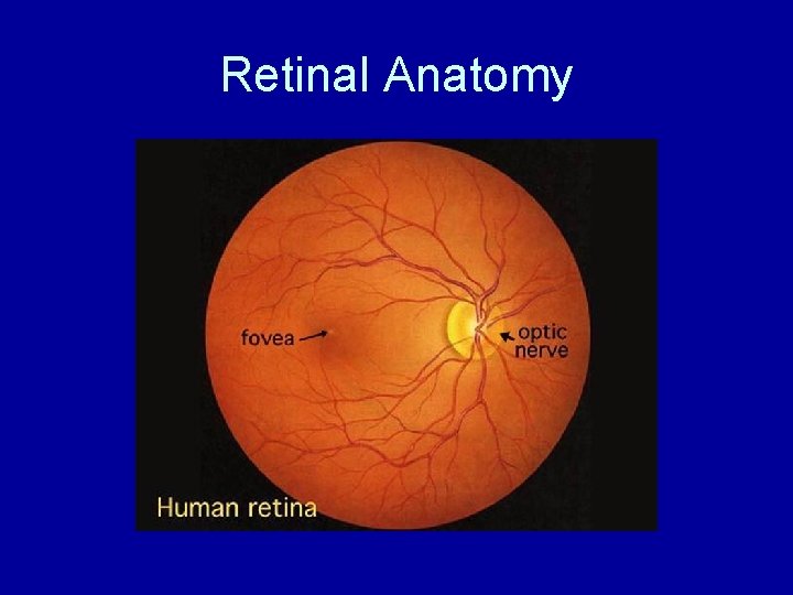 Retinal Anatomy 