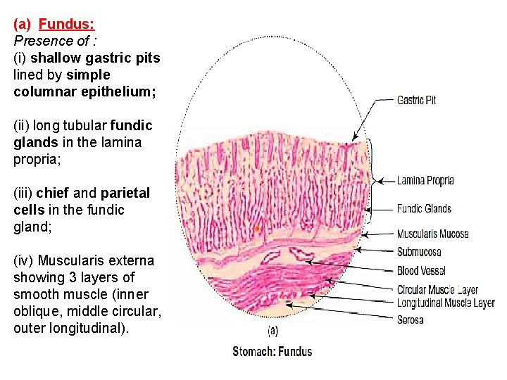 (a) Fundus: Presence of : (i) shallow gastric pits lined by simple columnar epithelium;