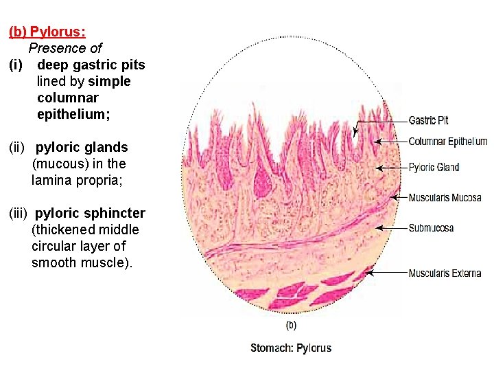 (b) Pylorus: Presence of (i) deep gastric pits lined by simple columnar epithelium; (ii)