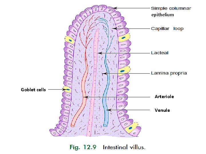 epithelium Goblet cells Arteriole Venule 