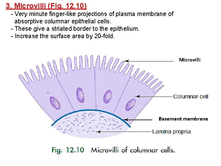 3. Microvilli (Fig. 12. 10) - Very minute finger-like projections of plasma membrane of