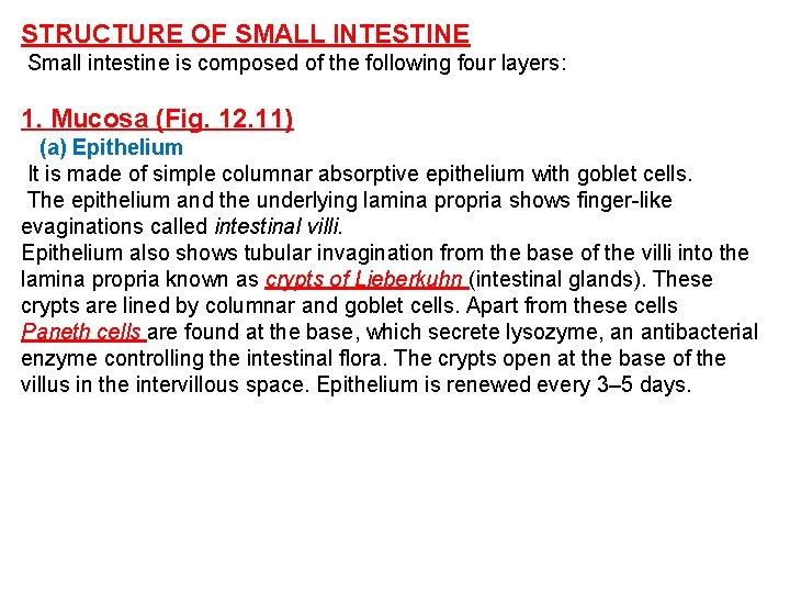 STRUCTURE OF SMALL INTESTINE Small intestine is composed of the following four layers: 1.