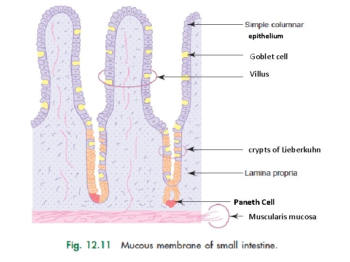 epithelium Goblet cell Villus crypts of Lieberkuhn Paneth Cell Muscularis mucosa 