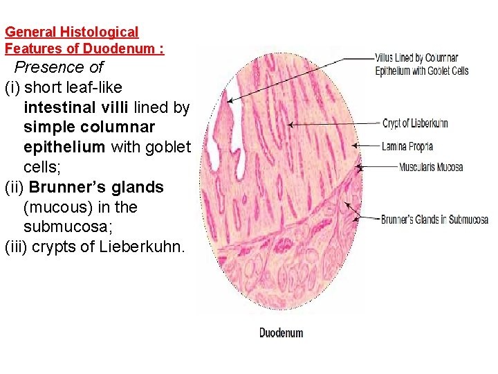 General Histological Features of Duodenum : Presence of (i) short leaf-like intestinal villi lined