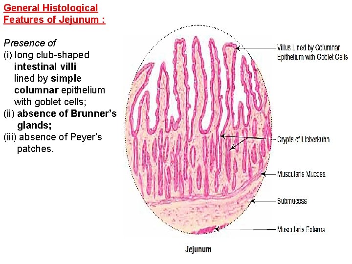 General Histological Features of Jejunum : Presence of (i) long club-shaped intestinal villi lined