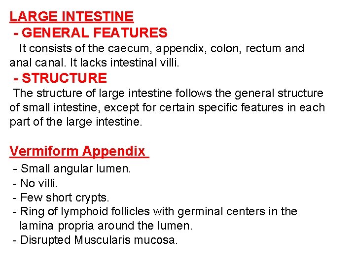 LARGE INTESTINE - GENERAL FEATURES It consists of the caecum, appendix, colon, rectum and