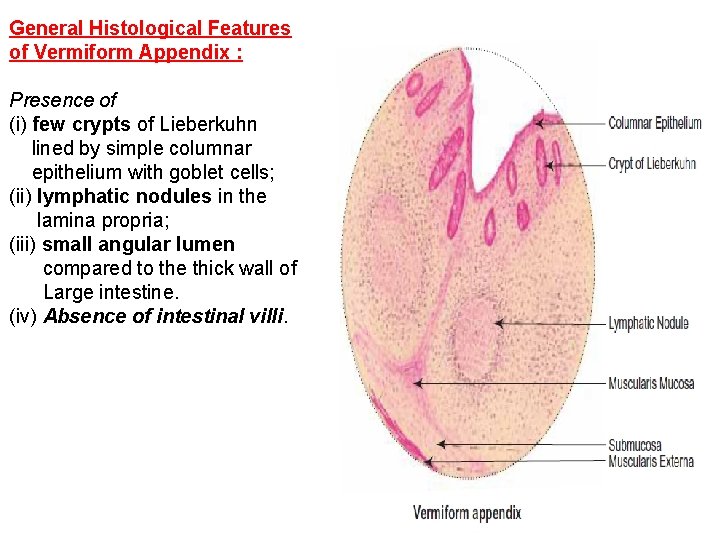 General Histological Features of Vermiform Appendix : Presence of (i) few crypts of Lieberkuhn