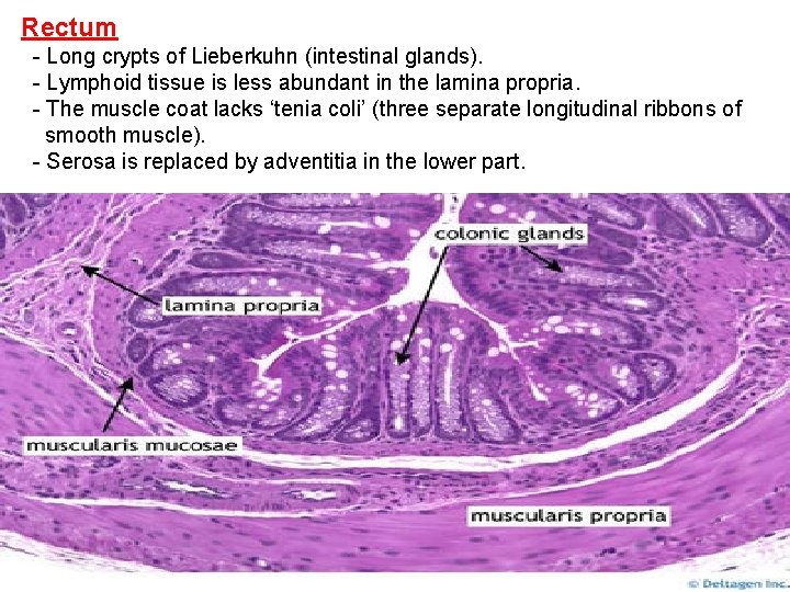 Rectum - Long crypts of Lieberkuhn (intestinal glands). - Lymphoid tissue is less abundant