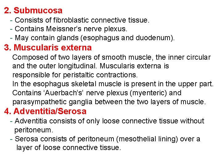 2. Submucosa - Consists of fibroblastic connective tissue. - Contains Meissner’s nerve plexus. -