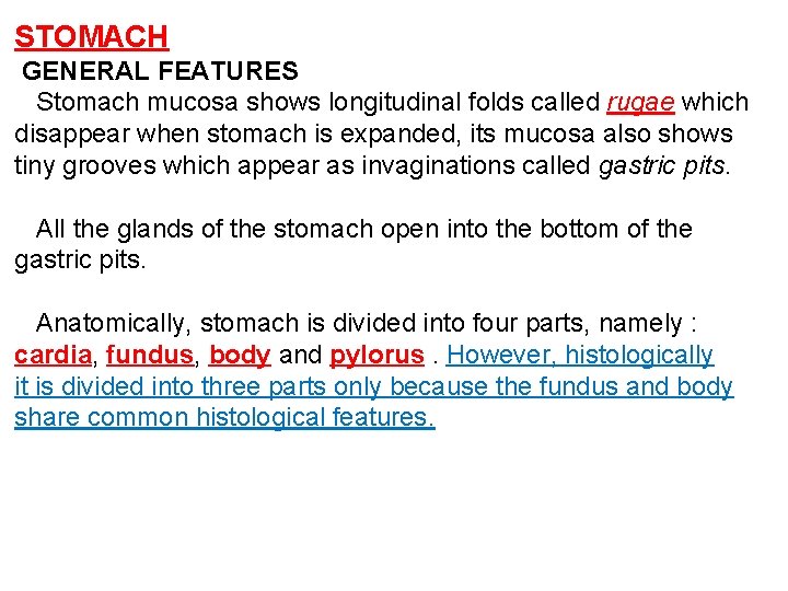 STOMACH GENERAL FEATURES Stomach mucosa shows longitudinal folds called rugae which disappear when stomach