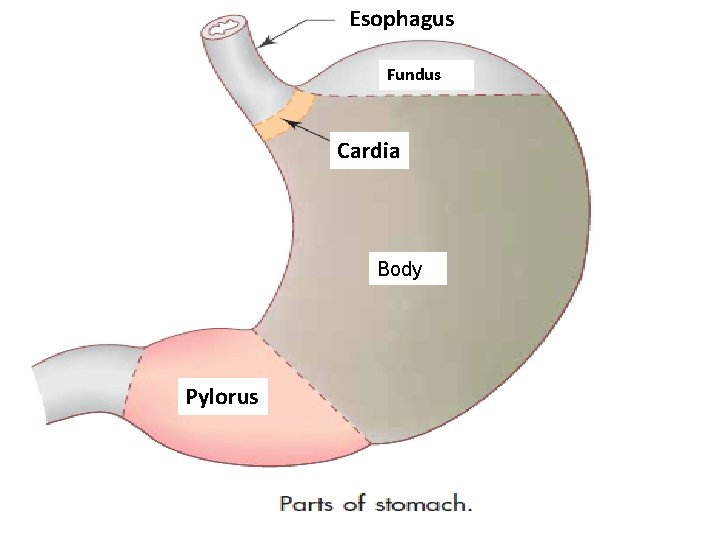 Esophagus Fundus Cardia Body Pylorus 