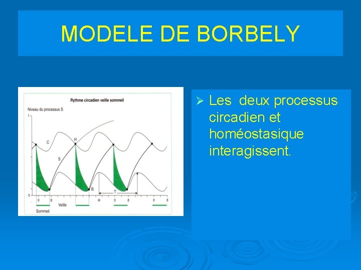 MODELE DE BORBELY Ø Les deux processus circadien et homéostasique interagissent. 