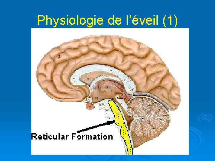 Physiologie de l’éveil (1) 