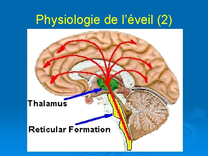 Physiologie de l’éveil (2) 