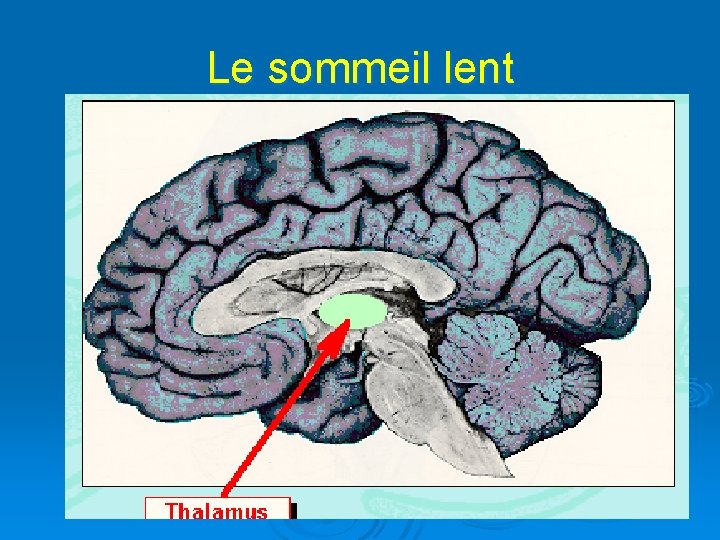 Le sommeil lent 