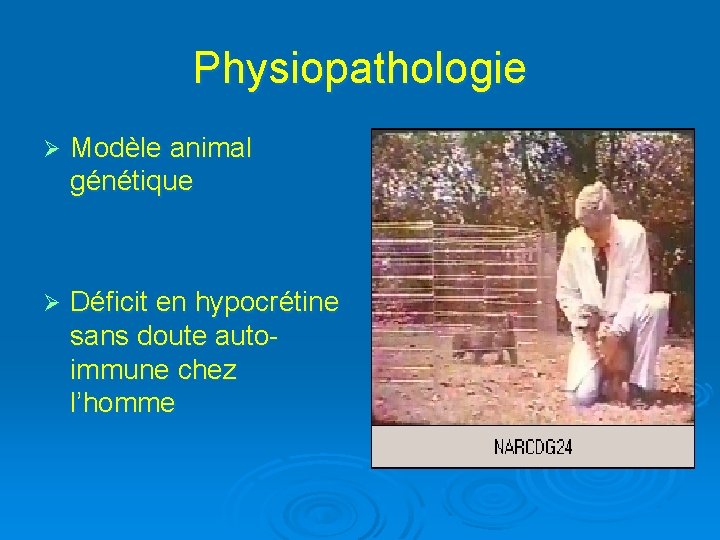 Physiopathologie Ø Modèle animal génétique Ø Déficit en hypocrétine sans doute autoimmune chez l’homme