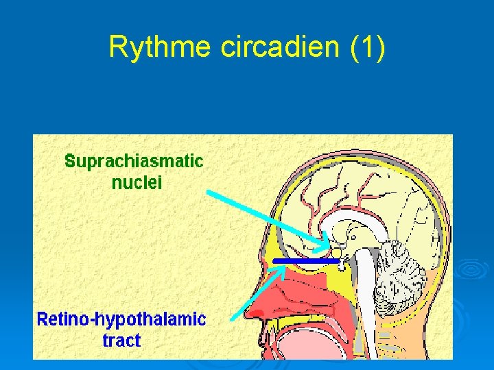 Rythme circadien (1) 