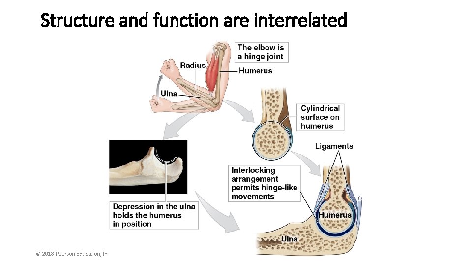 Structure and function are interrelated © 2018 Pearson Education, Inc. 
