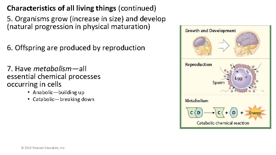 Characteristics of all living things (continued) 5. Organisms grow (increase in size) and develop