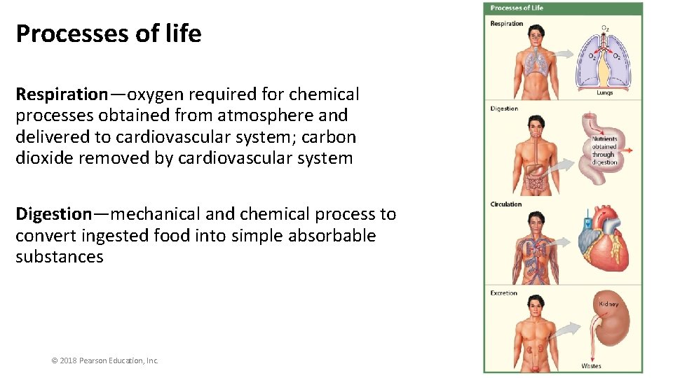 Processes of life Respiration—oxygen required for chemical processes obtained from atmosphere and delivered to