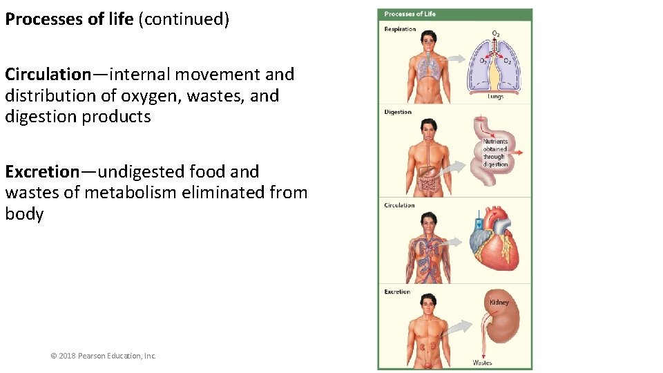Processes of life (continued) Circulation—internal movement and distribution of oxygen, wastes, and digestion products