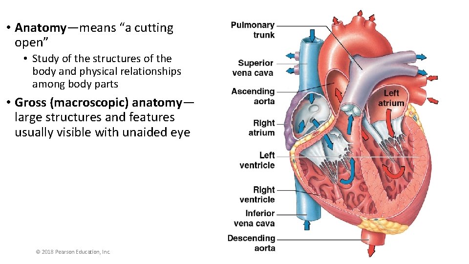  • Anatomy—means “a cutting open” • Study of the structures of the body